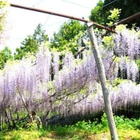 黒沢藤園ナイヤガラの滝  R- 7- 5- 1