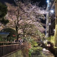 祇園白川　辰巳橋　夜桜
