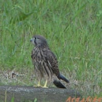 「チョウゲンボウ幼鳥・初めての散歩」