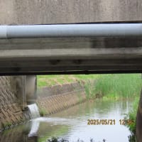 コシアカツバメの巣