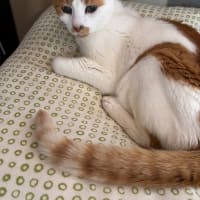 ねこ19歳、うしろ足が気になる