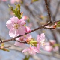 2023.3．21（祝日）尼寺の淡墨桜が満開です