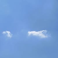 テレビを見る実家猫