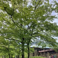 緑の並木道