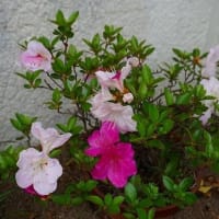 サツキ　/　庭の花