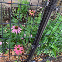 ルドベキアを植える