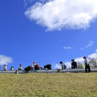 今年度、野外活動の集大成、『冬の森さんぽ』参加者募集です!!