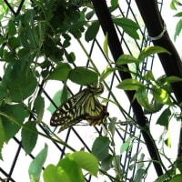 24/4/16　今年もアゲハ蝶が飛んで来て、レモンの木に産卵をしました