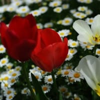 職場花壇の春を90mmで撮る