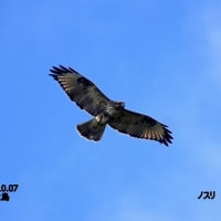 01/29探鳥記録写真（2022年度総集編-4：10月～11月分）