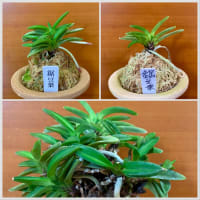 鋸豆葉