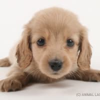 ペット ショップ  人気の犬種ランキング ペットケア(美容)