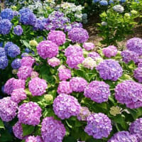 【梅雨】【梅雨入り】【雨】【アジサイ】【開花宣言】
