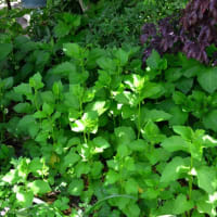 この花なん～でしょう？