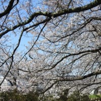 常西の桜満開