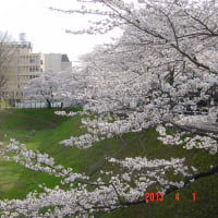 旧庁舎正門前のさくら
