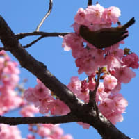 鶴見緑地公園の陽光桜
