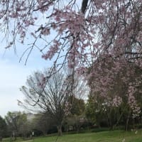 開成町の桜