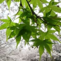 伏見の桜(2)　