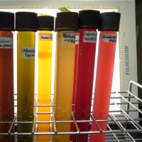 光合成細菌―酸素を出さない光合成―