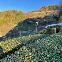 景観の良い茶畑でした！