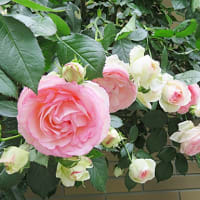 バラの季節　vol.1 ご近所のバラさん達　5月８日