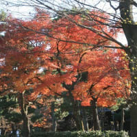 06/30奈良京都への旅-18（京都：建仁寺の紅葉、）