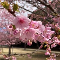 河津桜