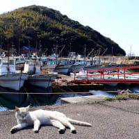 瀬戸内G島の猫たち　2025年2月　その16