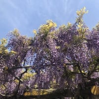 月末の銀行巡りと藤の花