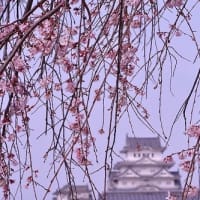 今日の 姫路城 と 桜