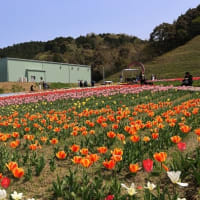 ちょいと大洲へお花見に♪
