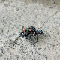 ハンミョウ