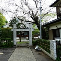 新戸の古刹「本鏡山常福寺」は今、満開の桜の花塊に！！
