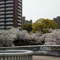 マンションの桜　ヽ(´▽｀)ノ 　