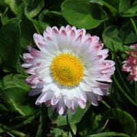 北海道の春から初夏の花、デイジー2-3