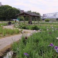 小岩菖蒲園