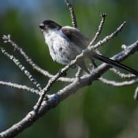 コチドリは千鳥足じゃない？