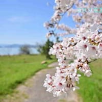 琵琶湖湖岸の桜　続き