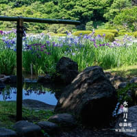 水無月、彩々。