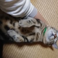 長すぎたので