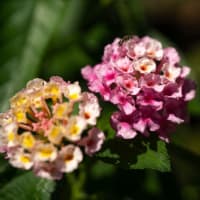 ●我が家の９月の花（10）　　白いヒガンバナが薄いピンクに