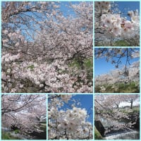 曇り川の桜