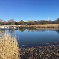 冬の都立舎人公園
