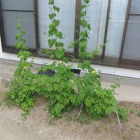 菜園の今