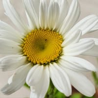 鉢植え