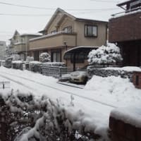 また雪降ってます..^^;