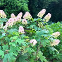 七変化ほんねり色が虚ろいて