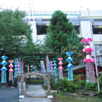 朝の散歩　板橋熊野神社に茅の輪　　　20