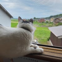 梅ちゃん